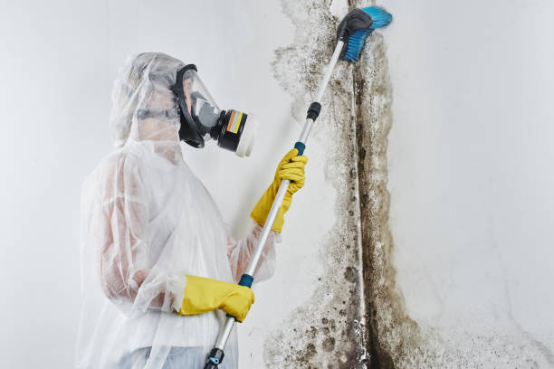 Trusted Lakewood, SC Mold Removal Experts